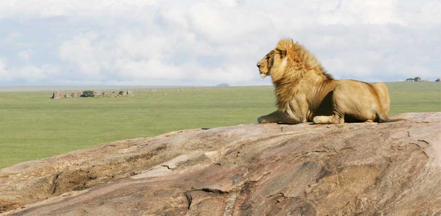 lion king safari tanzania