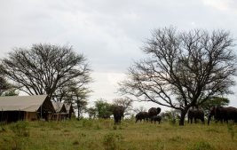 Serengeti safari camp 3